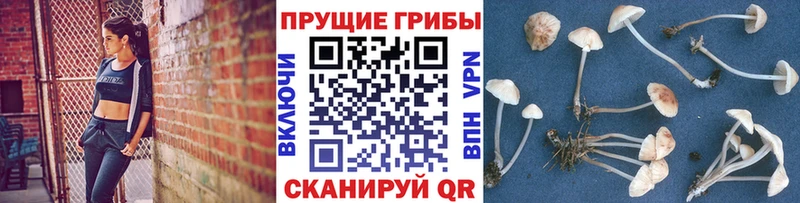 Псилоцибиновые грибы мицелий  как найти наркотики  ссылка на мегу ТОР  Владикавказ 